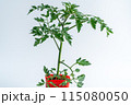 トマトの苗 115080050