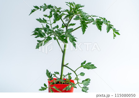 トマトの苗 トマトの苗 115080050
