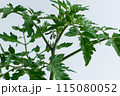 トマトの苗 115080052