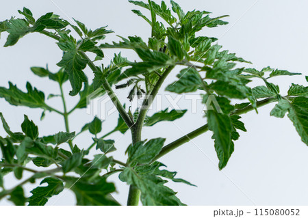 トマトの苗 115080052