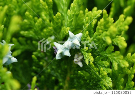 コノテガシワの若い実 115080055