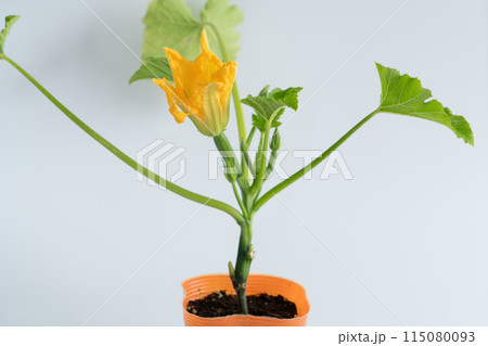 ズッキーニの苗 ズッキーニの苗 115080093