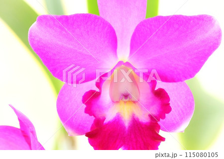 ピンク色のカトレア　クローズアップ　明るい背景 115080105