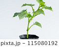 きゅうりの苗 115080192