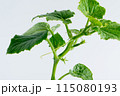 きゅうりの苗 115080193