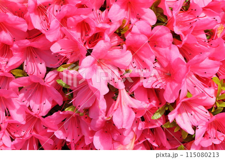 満開のサツキ 115080213