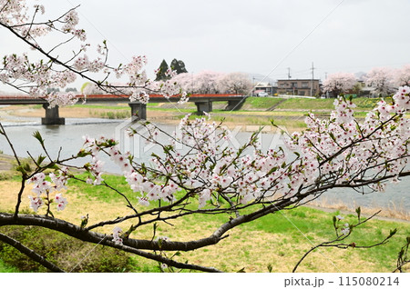 桧木内川堤の桜まつり 115080214