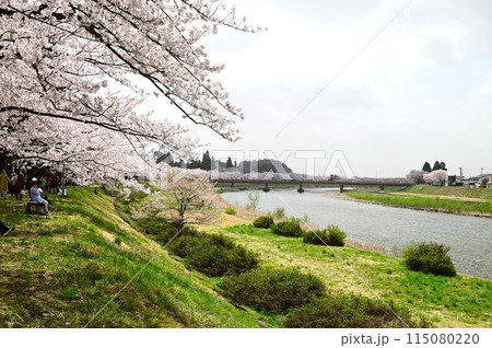 桧木内川堤の桜まつり 115080220
