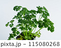 パセリの苗 115080268
