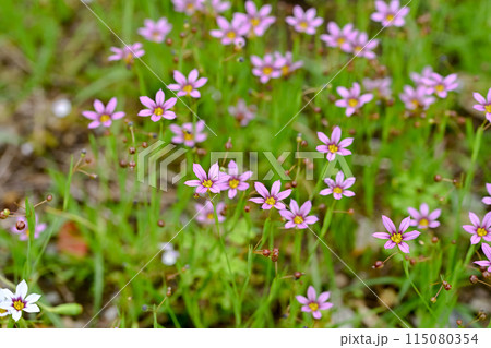 ニワゼキショウ 115080354