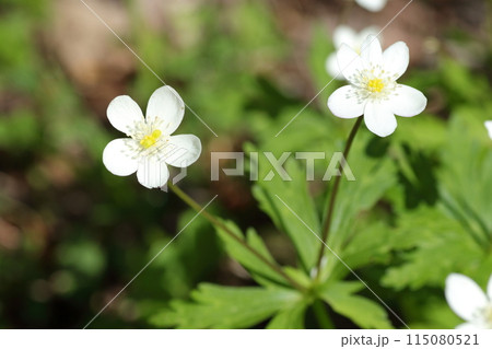 山野の湿った場所で、春に咲くキンポウゲ科の白い、ニリンソウ 山野の湿った場所で、春に咲くキンポウゲ科の白い、ニリンソウ 115080521