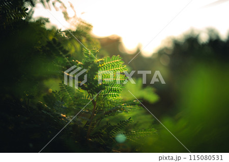 Green leaves in nature in summer,ecology wallpaper background 115080531