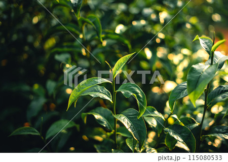Green tea buds and leaves With natural evening light 115080533