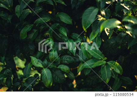 Green tea buds and leaves With natural evening light 115080534