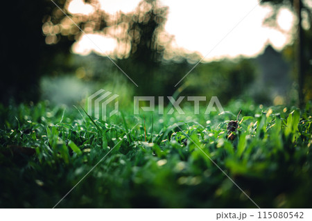 Green grass background in evening summer,Dark green grass in nature 115080542