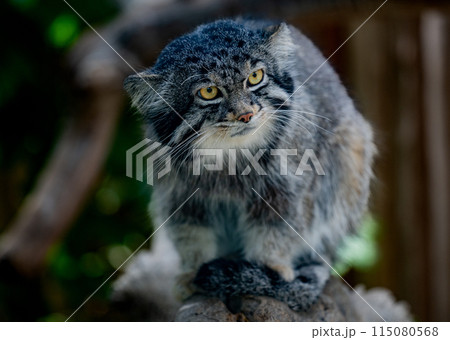 神戸どうぶつ王国　マヌルネコ　見つめる猫 115080568
