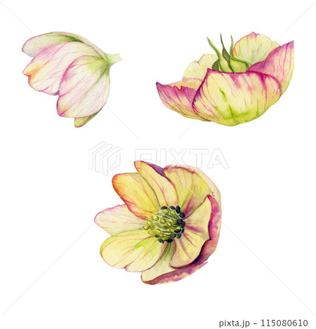 Pink hellebore, lenten rose winter flower, leaves, stem. Hand drawn watercolor botanical illustration. Single object isolated on white background. Design wedding cards, florist shop, Christmas bouquet Pink hellebore, lenten rose winter flower, leaves, stem. Hand drawn watercolor botanical illustration. Single object isolated on white background. Design wedding cards, florist shop, Christmas bouquet 115080610