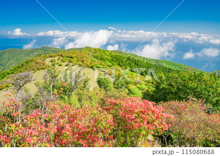 （静岡県）山ツツジ咲く達磨山高原・金冠山から望む富士山 115080688
