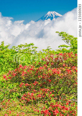 （静岡県）山ツツジ咲く達磨山高原・金冠山から望む富士山 115080693