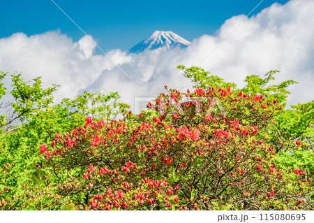 （静岡県）山ツツジ咲く達磨山高原・金冠山から望む富士山 115080695