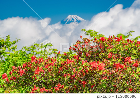 （静岡県）山ツツジ咲く達磨山高原・金冠山から望む富士山 115080696