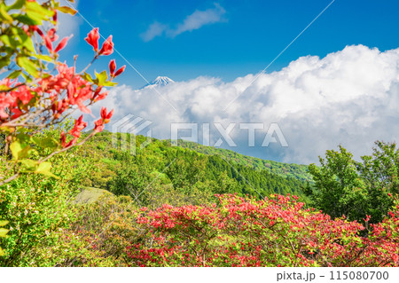 （静岡県）山ツツジ咲く達磨山高原・金冠山から望む富士山 115080700