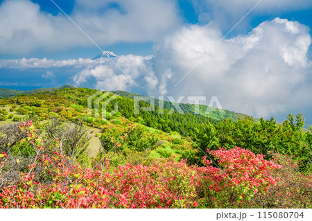 (静岡県)山ツツジ咲く達磨山高原・金冠山から望む富士山 (静岡県)山ツツジ咲く達磨山高原・金冠山から望む富士山 115080704