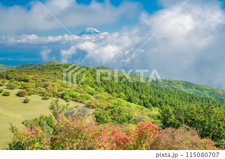 (静岡県)山ツツジ咲く達磨山高原・金冠山から望む富士山 (静岡県)山ツツジ咲く達磨山高原・金冠山から望む富士山 115080707