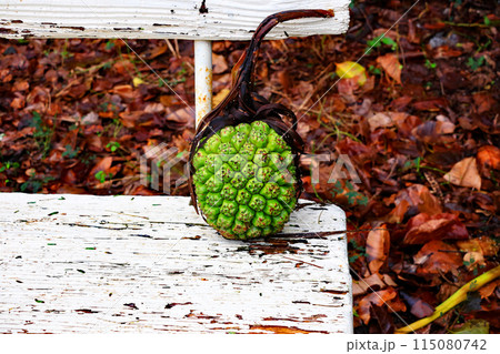 竹富島　星砂浜沿いに実るアダンの実 115080742