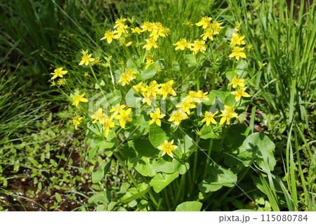 春に深山の湿地で黄色い花を咲かせる、リュウキンカ 115080784