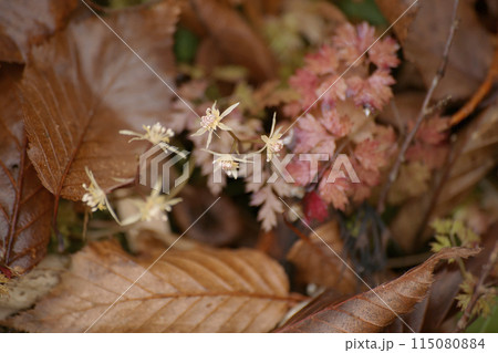 コセリバオウレン 115080884