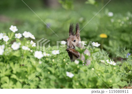 二輪草とエゾリス 二輪草とエゾリス 115080911