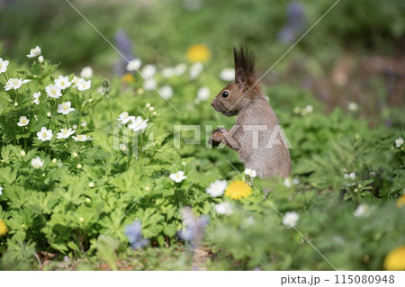 二輪草とエゾリス 115080948