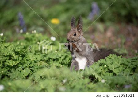 二輪草とエゾリス 115081021