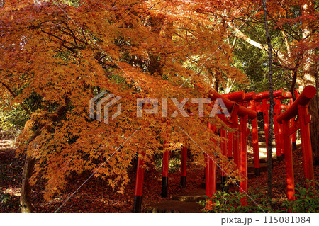 紅葉　 115081084