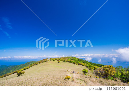 （静岡県）達磨山高原・金冠山ハイキングコース 115081091