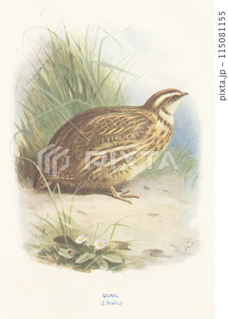 ヨーロッパ　鳥類図鑑　ウズラ 115081155