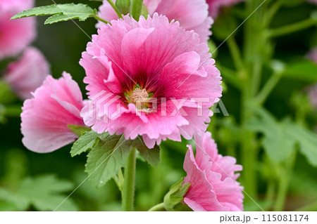 タチアオイ 115081174