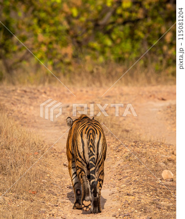 wild female bengal tiger or panthera tigris walking ahead for territory marking and stroll on forest track road in summer season safari at bandhavgarh national park forest reserve madhya pradesh india 115081204