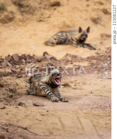 Wild Striped hyena or hyaena hyaena family or pair in action with angry expression during outdoor jungle safari in ranthambore national park forest tiger reserve rajasthan india asia 115081227