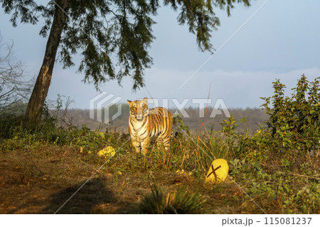 wild indian female bengal tiger or panthera tigris on territory stroll head on staring with angry face in winter morning safari dhikala zone jim corbett national park forest reserve uttarakhand india 115081237