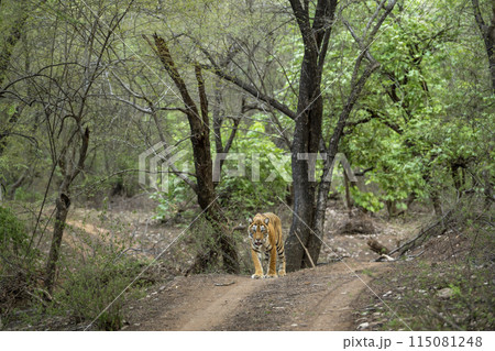 wild female bengal tiger or panthera tigris a showstopper walking head on safari track road in evening territory stroll natural green bacground ranthambore national park forest reserve rajasthan india 115081248