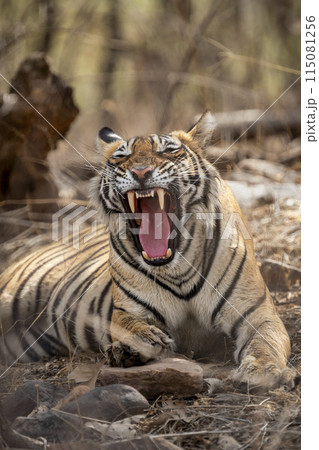 Angry wild female tiger or tigress or panthera tigris behavior yawning growling and showing long Canines teeth in hot summer season safari at ranthambore national park forest reserve rajasthan india 115081256