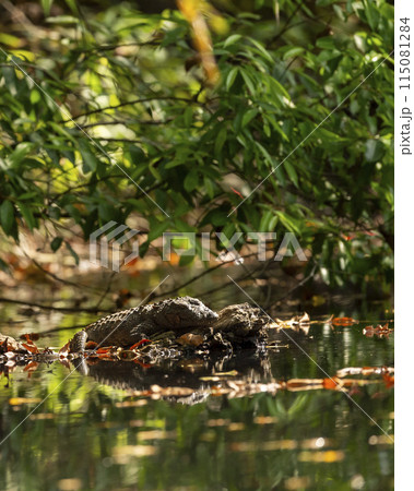 Marsh crocodile or mugger crocodile or broad snouted crocodile Crocodylus palustris out of water in natural scenic green background in summer season at panna national park forest madhya pradesh india 115081284