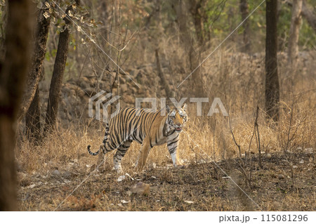 wild sub adult male bengal tiger panthera tigris walking head on territory stroll in summer season morning safari tour in dry forest or jungle at panna national park tiger reserve madhya pradesh india 115081296