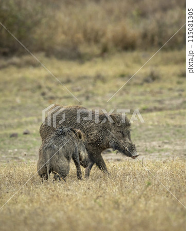 Two wild male Indian boar or Andamanese pig or Moupin pig or Sus scrofa cristatus in natural scenic green open grassland or field at panna national park forest tiger reserve madhya pradesh indiaasia 115081305