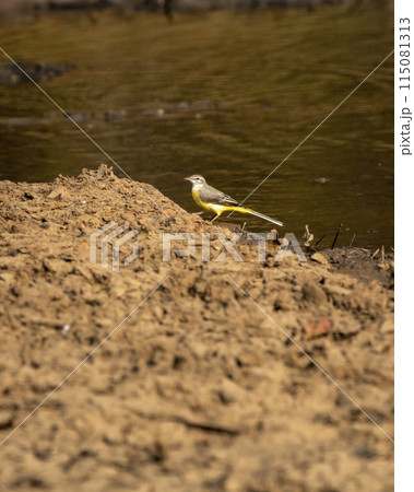 western yellow wagtail or Motacilla flava bird near water body during safari at panna national park forest tiger reserve madhya pradesh india asia 115081313