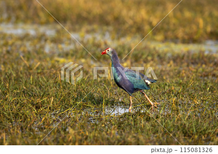 Western swamphen or Purple Moorhen or Porphyrio porphyrio bird closeup or portrait in winter season evening light at wetland of keoladeo national park or bharatpur bird sanctuary rajasthan india asia 115081326