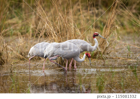 sarus crane or Grus antigone flock family water droplets in air from beak in natural green background during winter safari excursion at keoladeo national park bharatpur bird sanctuary rajasthan india 115081332