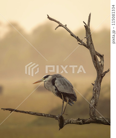 grey heron or Ardea cinerea perched in winter season sunset light at keoladeo national park or bharatpur bird sanctuary rajasthan india asia 115081334